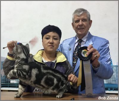Cat Life  MGST Helios